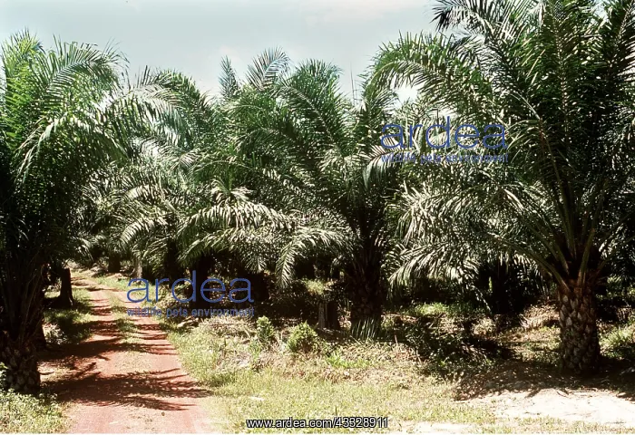 : OIL PALM PLANTATION : OIL PALM PLANTATION