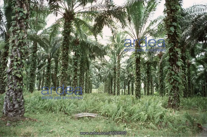 : OIL PALM PLANTATION & FERNS. Palm oil is being used : OIL PALM PLANTATION & FERNS. Palm oil is being used