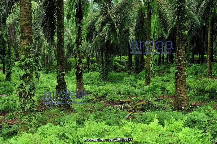 : Oil Palm plantation - beside Gunung Leuser National Park : Oil Palm plantation - beside Gunung Leuser National Park