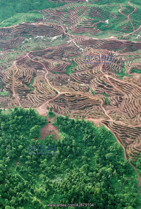 : Oil palm plantations & remnant rainforest. Oil : Oil palm plantations & remnant rainforest. Oil