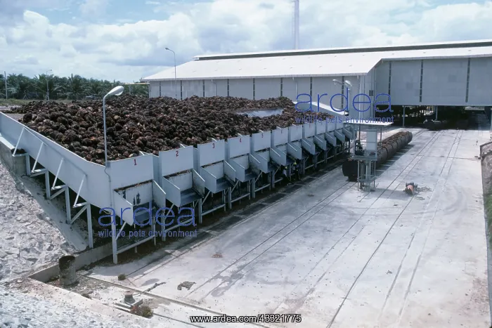 : Oil palm processing factory : Oil palm processing factory