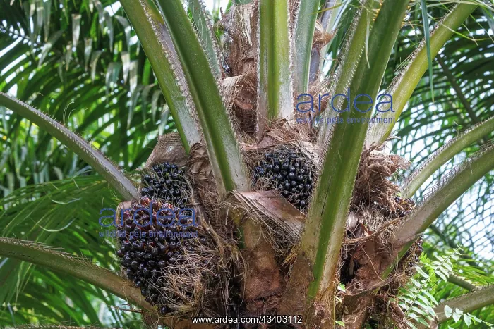 : Oil palm tree : Oil palm tree