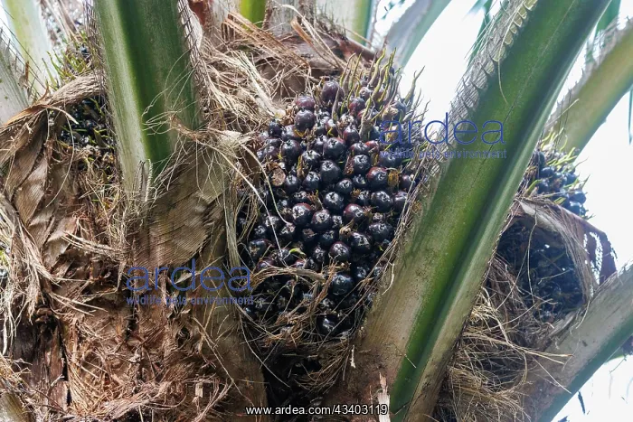 : Oil palm tree : Oil palm tree