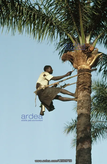 : Oil Palm Tree - Native of Gambia tapping Palm Oil : Oil Palm Tree - Native of Gambia tapping Palm Oil