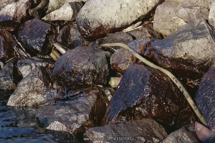 : Oil On Rocks 3 Weeks After Spill : Oil On Rocks 3 Weeks After Spill
