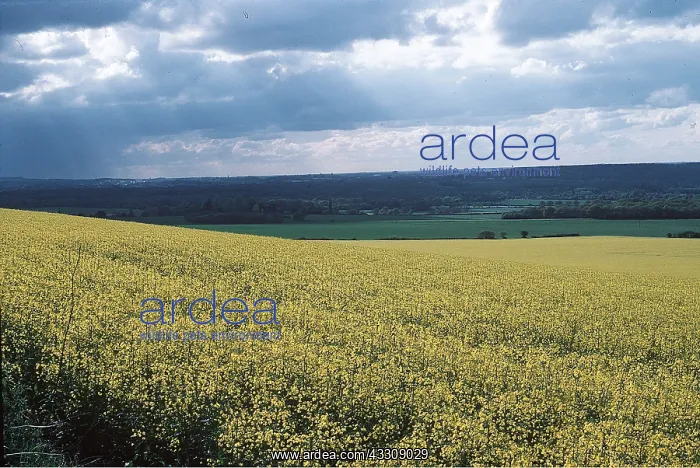 : OIL-SEED RAPE : OIL-SEED RAPE