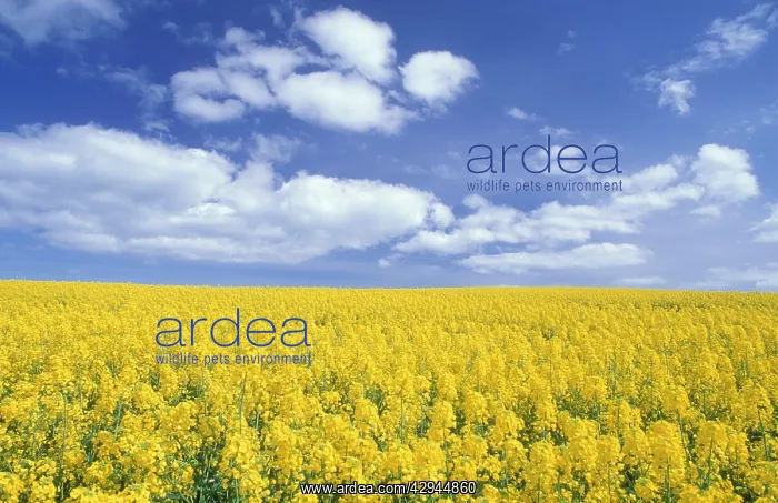 : Oil-Seed RAPE field : Oil-Seed RAPE field