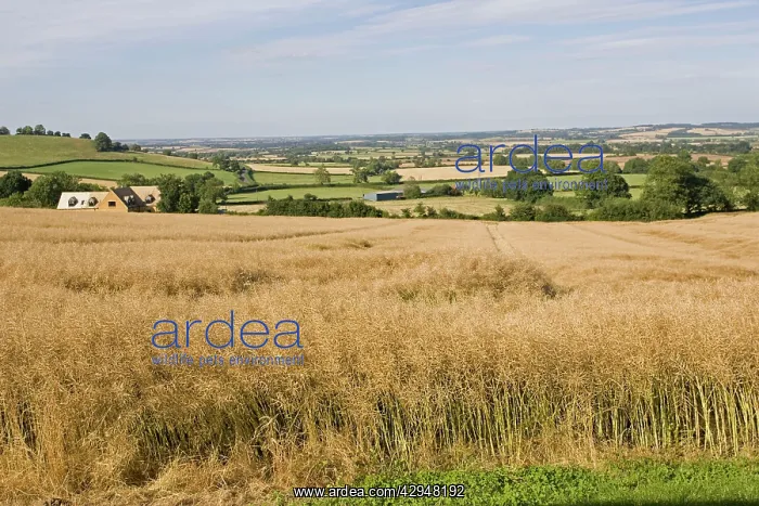 : Oil seed rape - ready for harvest : Oil seed rape - ready for harvest