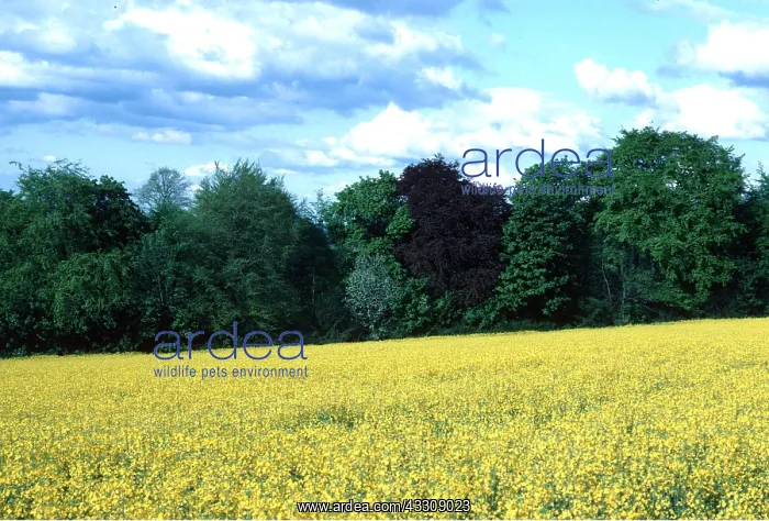 : OIL-SEED RAPE - yellow, in field : OIL-SEED RAPE - yellow, in field