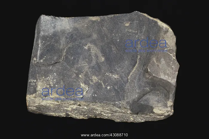 : Oil Shale. Oil shale from Carfield County, Colorado : Oil Shale. Oil shale from Carfield County, Colorado