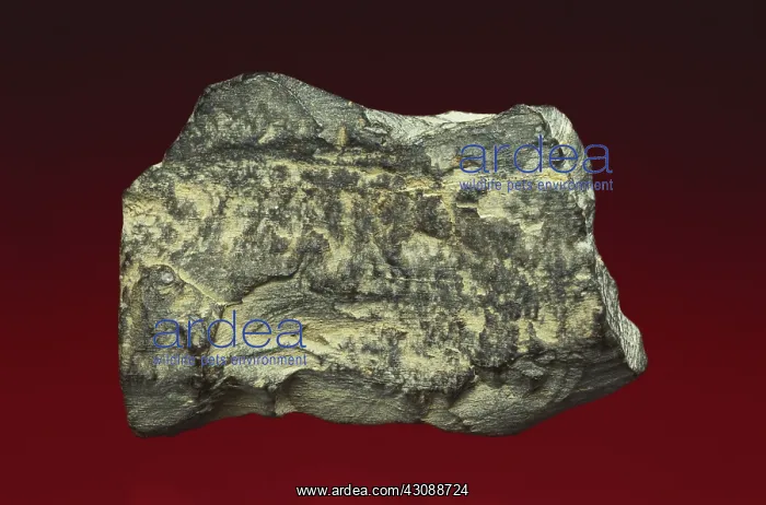 : Oil Shale. Oil shale, a kerogen-bearing rock that, when heated, produces a low-grade fuel : Oil Shale. Oil shale, a kerogen-bearing rock that, when heated, produces a low-grade fuel