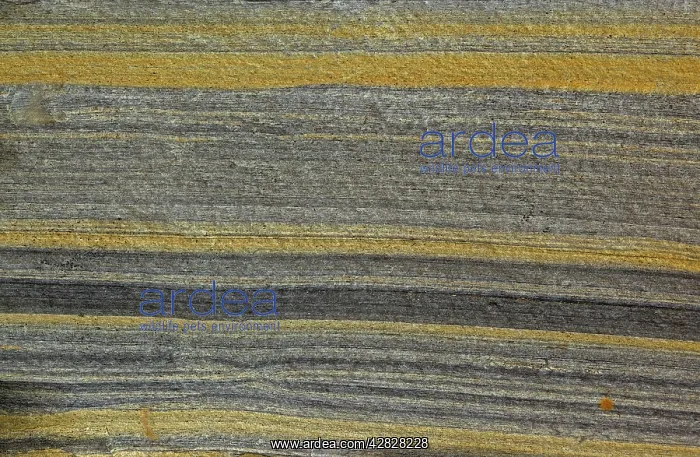 : Oil Shale - close-up : Oil Shale - close-up