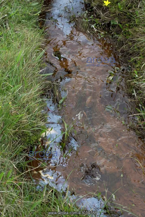 : Oil Slick in bog peatland. RSPB Nature Reserve : Oil Slick in bog peatland. RSPB Nature Reserve