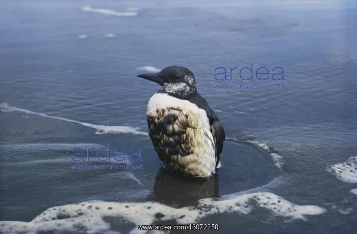 : Oil-Soaked Auk : Oil-Soaked Auk