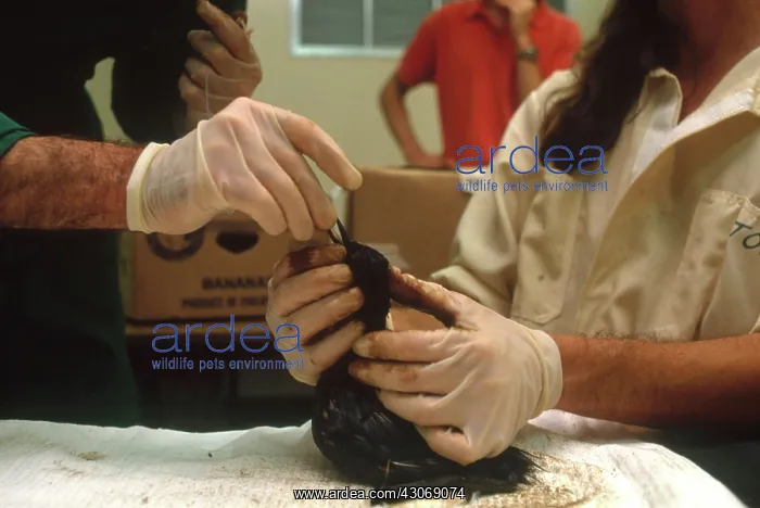 : Oil-soaked Bird : Oil-soaked Bird