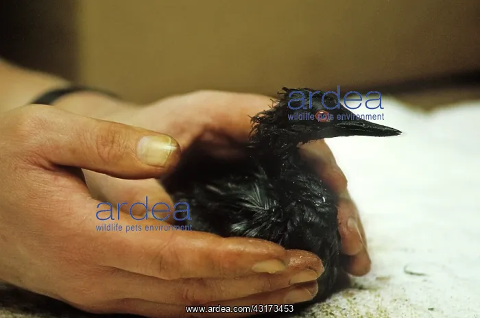 : Oil-soaked Bird : Oil-soaked Bird