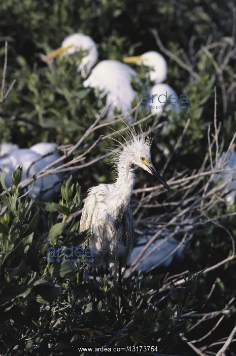 : Oil-Soaked Egret : Oil-Soaked Egret