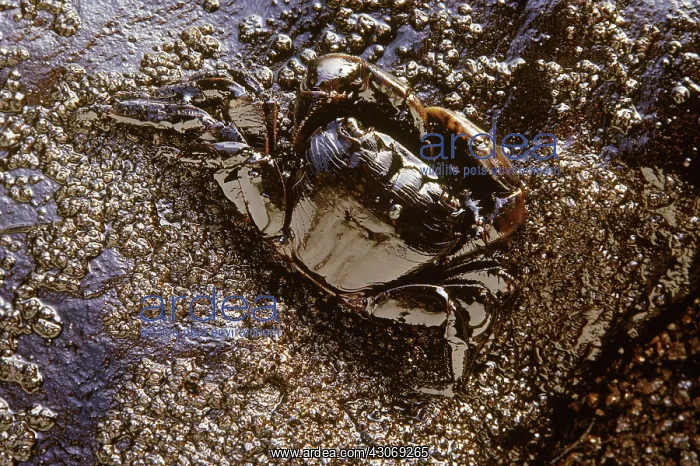 : Oil-soaked Shore Crab : Oil-soaked Shore Crab