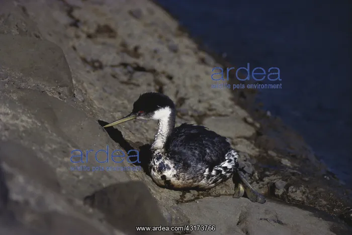 : Oil-Soaked Western Grebe : Oil-Soaked Western Grebe