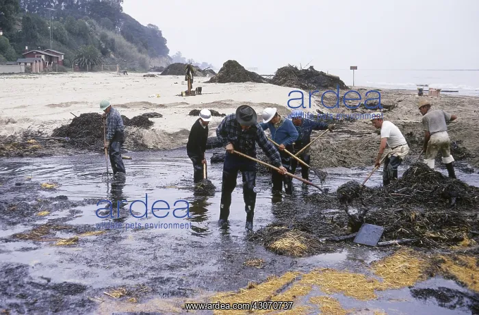 : Oil spill. 1969 Oil spill clean up on the coast of Santa Barbara, California : Oil spill. 1969 Oil spill clean up on the coast of Santa Barbara, California