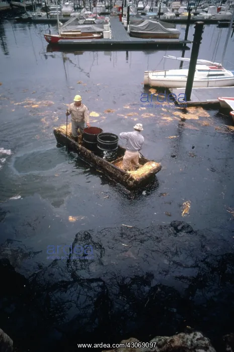 : Oil Spill in California : Oil Spill in California