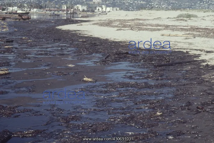 : Oil Spill in California : Oil Spill in California