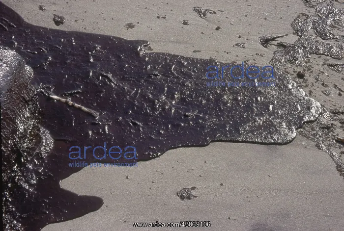 : Oil Spill in California : Oil Spill in California