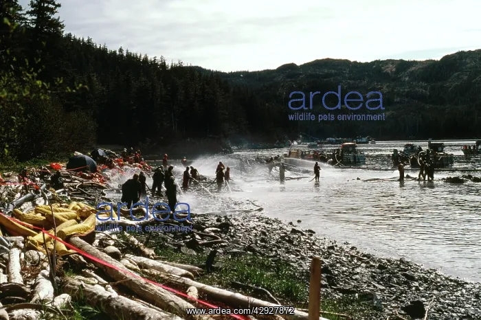 : Oil Spill - clean up after Exxon Valdez, oil tanker : Oil Spill - clean up after Exxon Valdez, oil tanker
