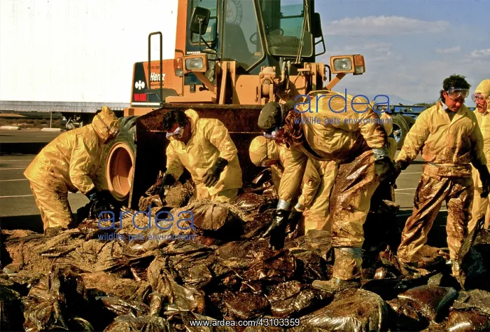 : Oil spill clean-up : Oil spill clean-up