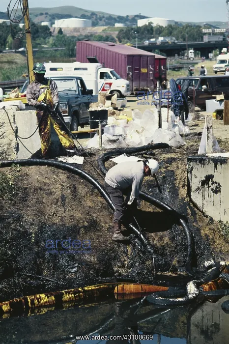 : Oil Spill Cleanup : Oil Spill Cleanup