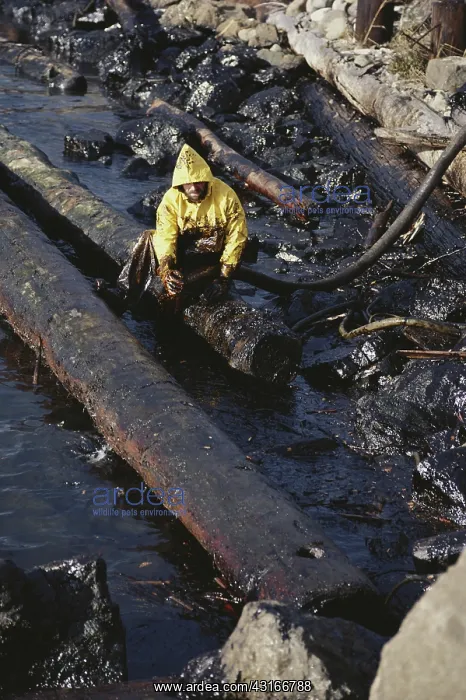 : Oil Spill Cleanup : Oil Spill Cleanup