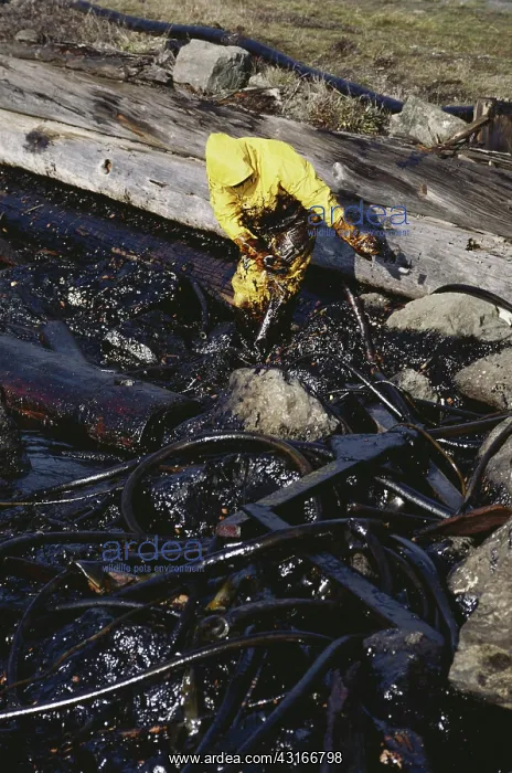 : Oil Spill Cleanup : Oil Spill Cleanup