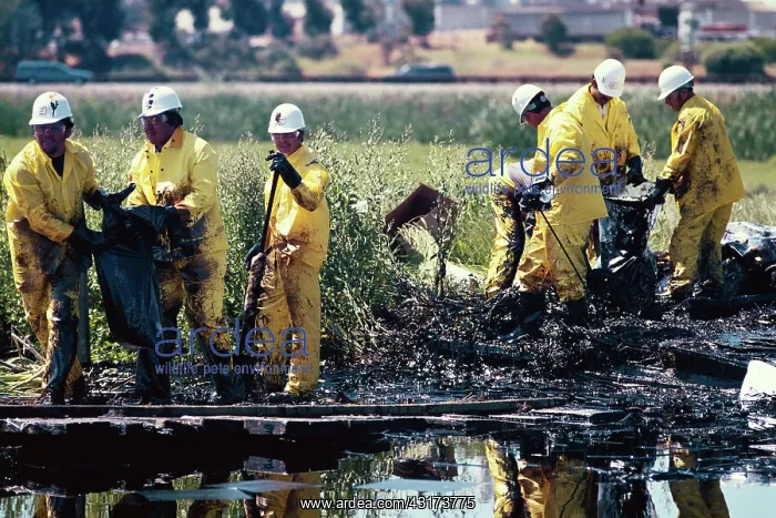 : Oil Spill Cleanup : Oil Spill Cleanup