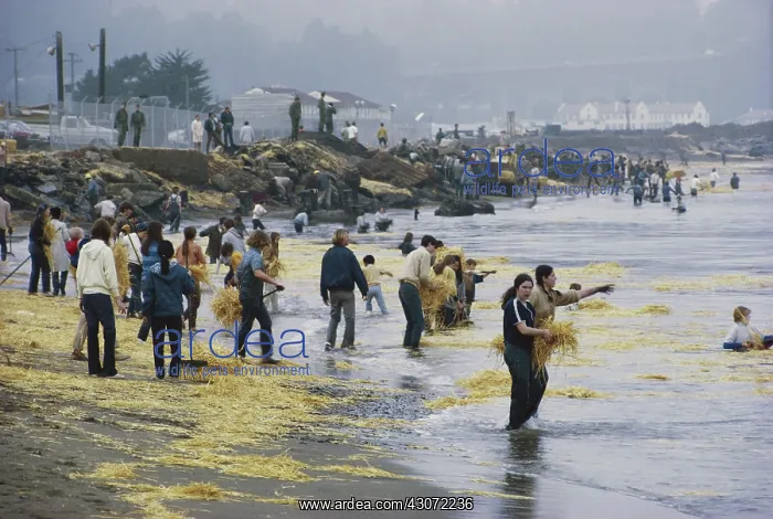 : Oil Spill Cleanup, San Francisco : Oil Spill Cleanup, San Francisco