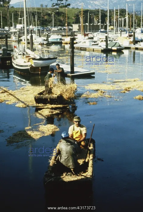 : Oil Spill Cleanup, Santa Barbara, CA, 1969 : Oil Spill Cleanup, Santa Barbara, CA, 1969