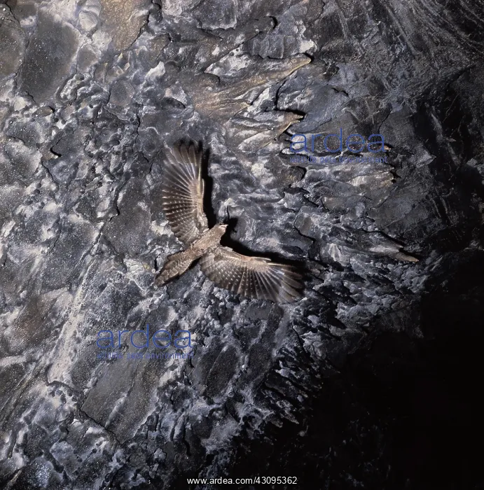 : Oilbird flying in cave : Oilbird flying in cave