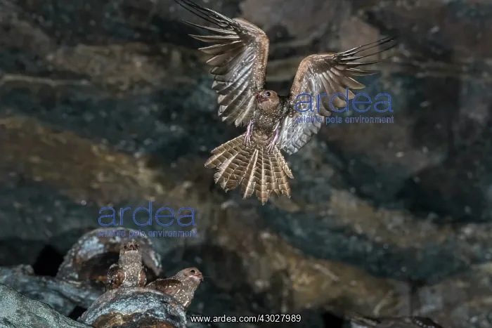 : Oilbird, flying, Cueva de los Guacharos National : Oilbird, flying, Cueva de los Guacharos National