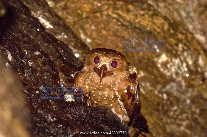 : Oilbird - on ledge : Oilbird - on ledge