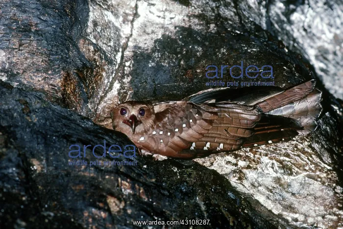 : Oilbird in its nest : Oilbird in its nest
