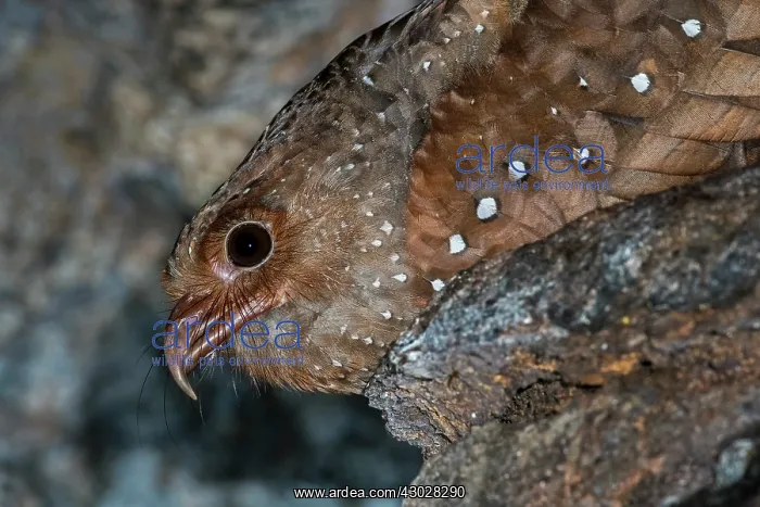 : Oilbird, on nest, Cueva de los Guacharos National : Oilbird, on nest, Cueva de los Guacharos National