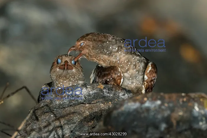 : Oilbird, on nest, Cueva de los Guacharos National : Oilbird, on nest, Cueva de los Guacharos National