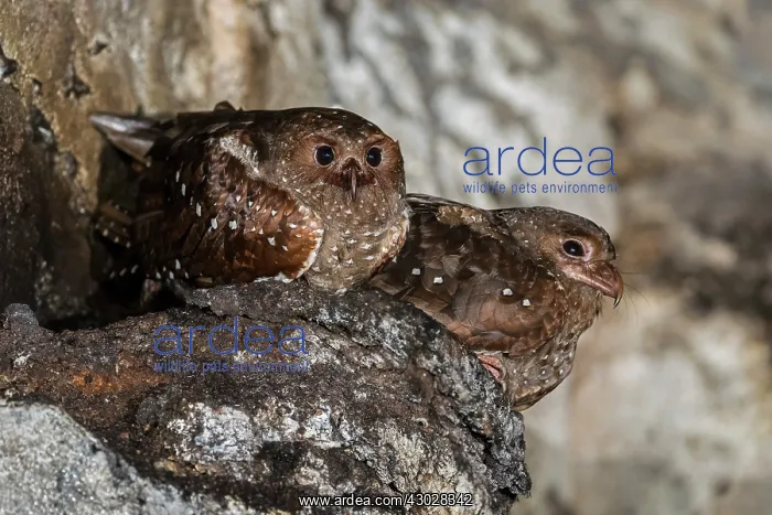 : Oilbird, on nest, Cueva de los Guacharos National : Oilbird, on nest, Cueva de los Guacharos National