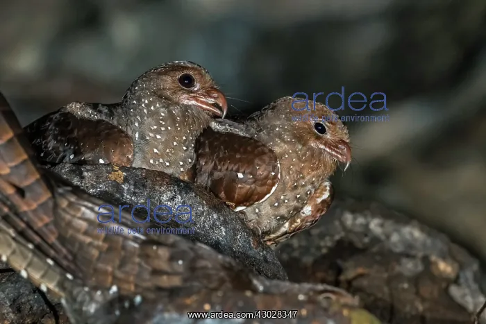 : Oilbird, on nest, Cueva de los Guacharos National : Oilbird, on nest, Cueva de los Guacharos National
