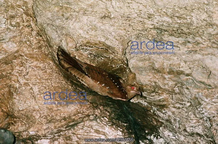 : OILBIRD - nesting in cave : OILBIRD - nesting in cave