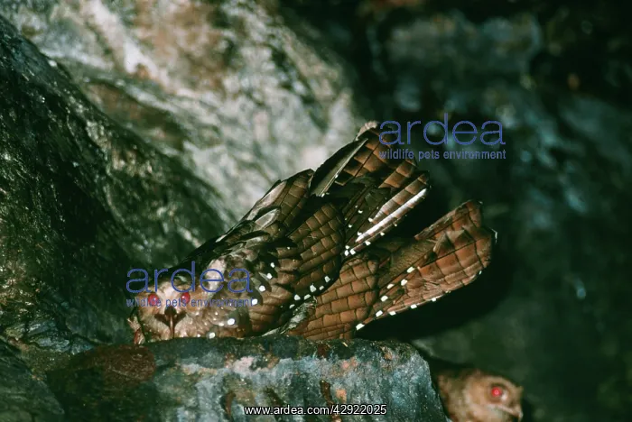 : OILBIRD - nesting in cave : OILBIRD - nesting in cave
