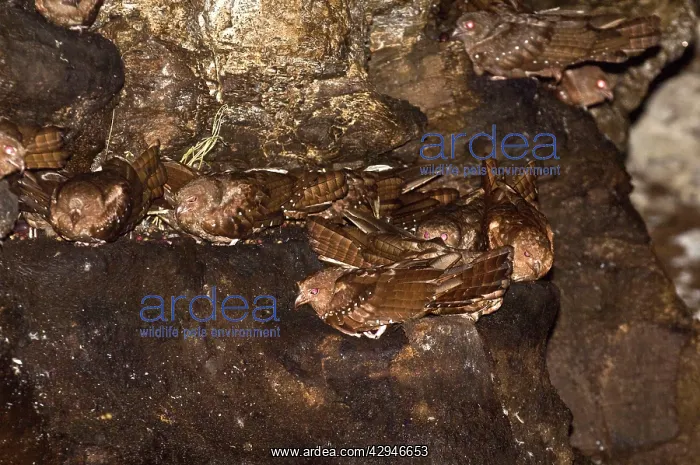 : Oilbirds - Part of colony roosting on ledges : Oilbirds - Part of colony roosting on ledges