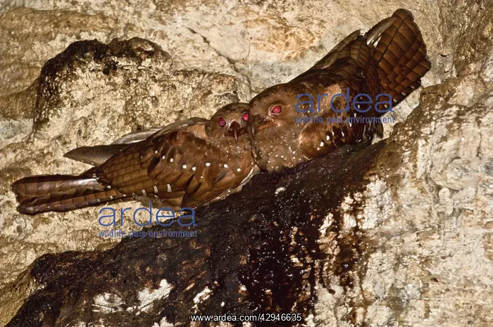 : Oilbirds - sitting on ledge : Oilbirds - sitting on ledge