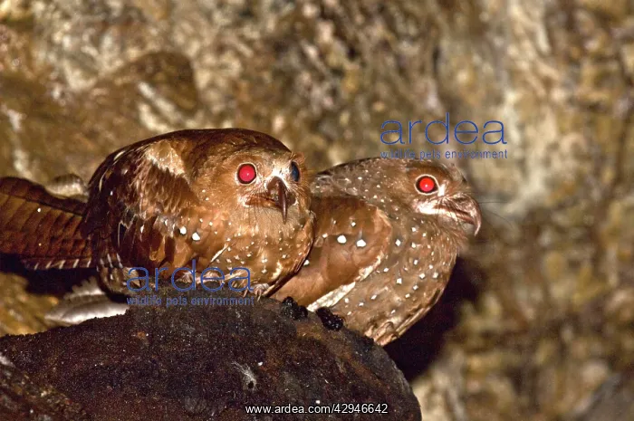 : Oilbirds - sitting on ledge : Oilbirds - sitting on ledge