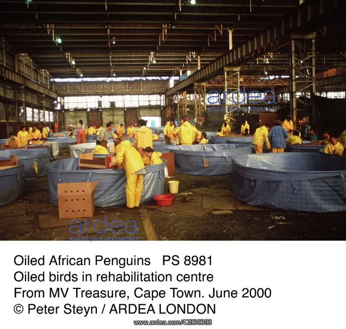 : Oiled African Penguins : Oiled African Penguins