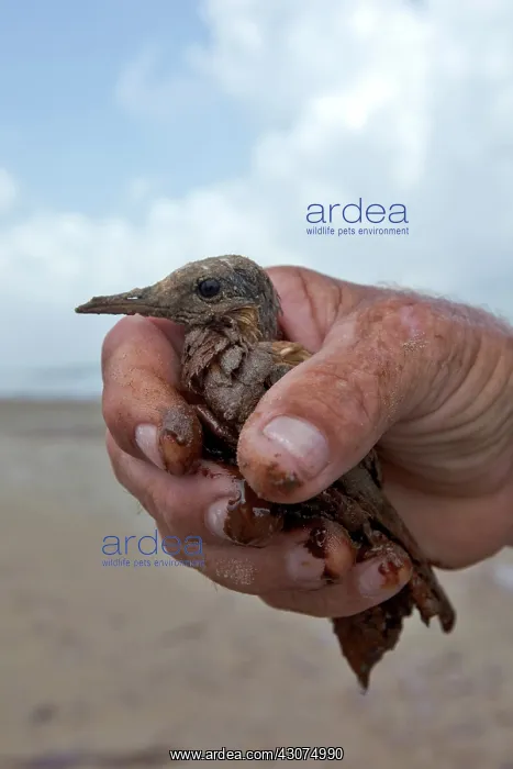 : Oiled baby Tern : Oiled baby Tern